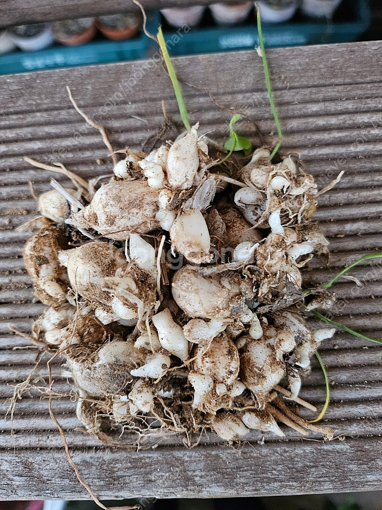 식물 향기별꽃--4